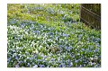 Blumenwiese M 13